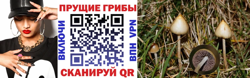 блэк спрут маркетплейс  Будённовск  Галлюциногенные грибы GOLDEN TEACHER 